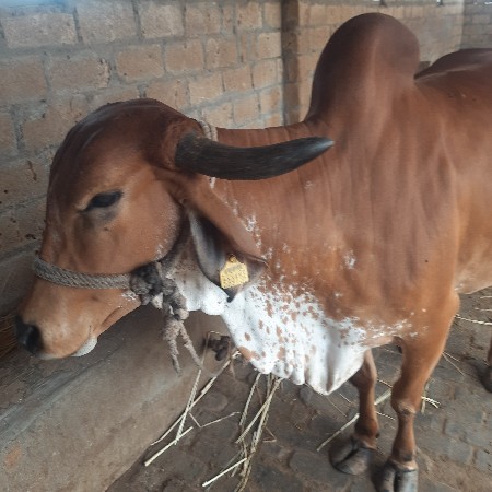 ગાય વેચવાની છે