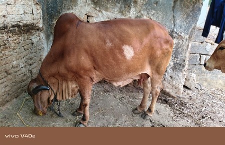ગીરગાય વેંચવાની છે 3 વેતર નીછે