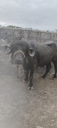 વેચવા નું છે દય દેવા નું છે