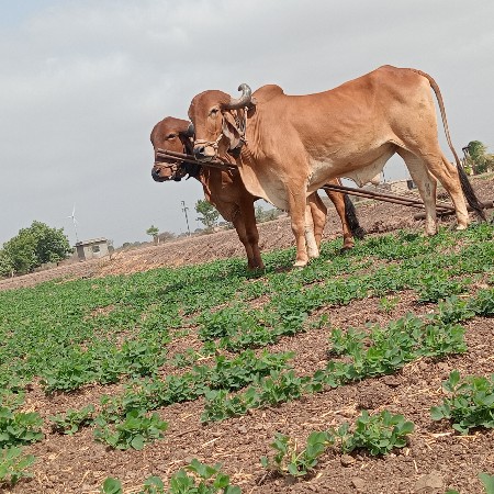 બળદ વેચવાના છે