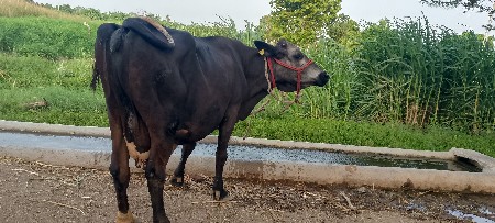સાટો કરવાનો છે