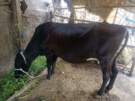 ૧ મહિનાની કાચી છે