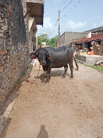 આ ભેશુ વેચવાની છે