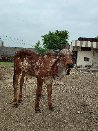 વાસડો વેચવાનો છે