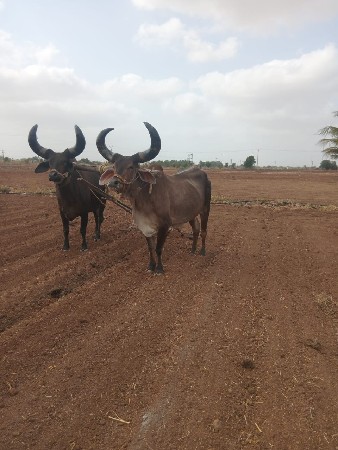 બળદ વેચવાન છે