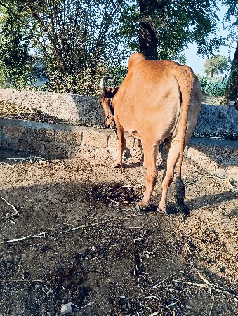 બળદ વેચવાનો છે