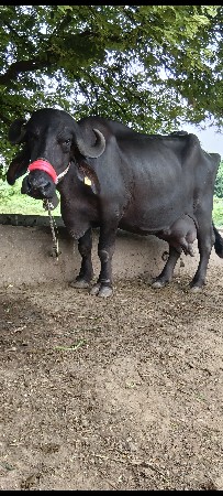 ભેંસ વેચવાની છે.