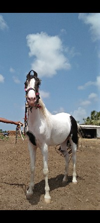 ghodi