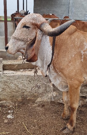 ગાય લાલ અને કાબરી