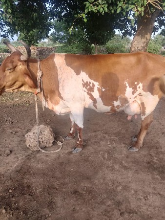 2 વેતર જર્સી કોરોસ ગાય