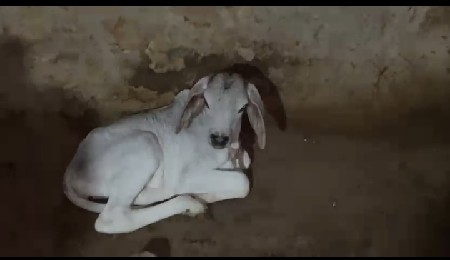 ગાય વેચવાની છે