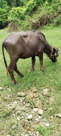 પાડી 2.5 વર્ષ ની છે