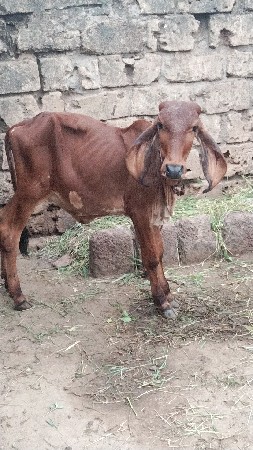 બે  ગીર વાછડી