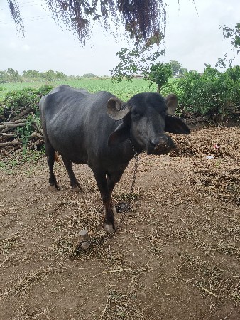 ભેંસ વેચવાની છે