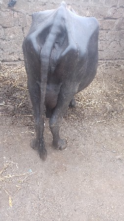 bhes vechvani chhe 4thu vetar
