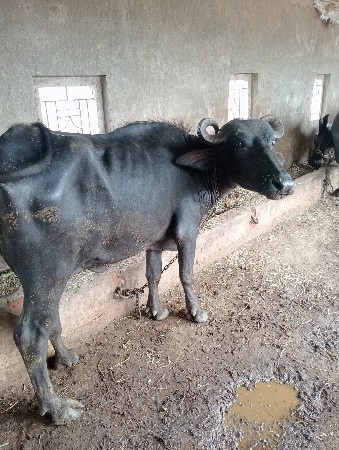 ખડેલી વેચવાની છે