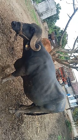 ભેંશ વેચવાની છે