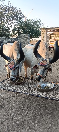 બળદ વેચવા ના છે