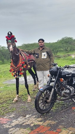ઘોડો