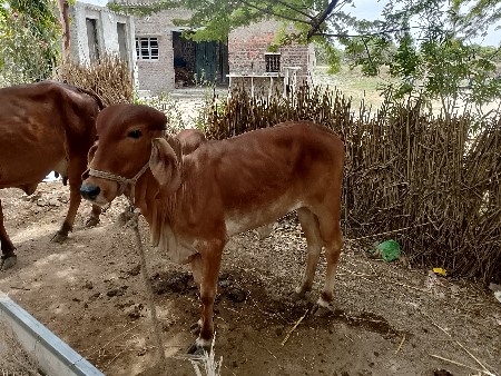 વાછડી મફત આપી દેવી છે