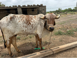 બેય ગાય વેચવાની છે