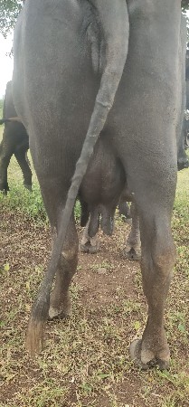 ભેસવેચવાનિછેસાવસોજીછે