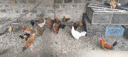 સોનાલી મૂરઘા