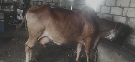 ગાય વેચવાની છે