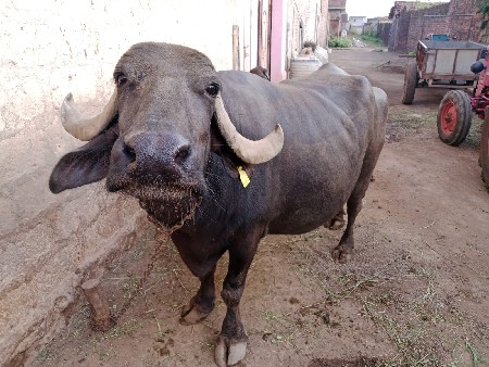 ભેંસ વેચવાની છે ત્રેજુવેતરછે