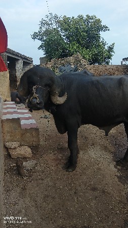 આ પાડો વેચવા નો છે