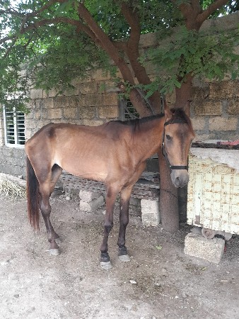 ઘોડો વેચવાનો છે