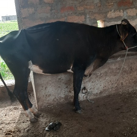 જસી