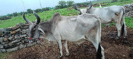 બળદ વેચવાનો છે