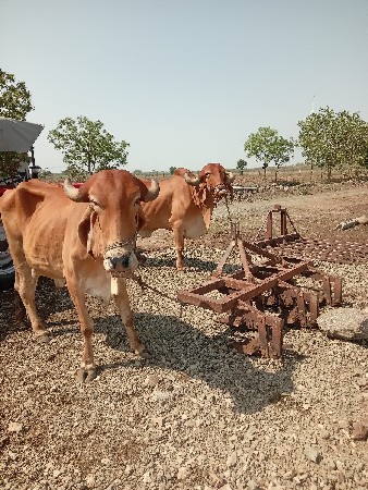બળદ વેશવાનાછે