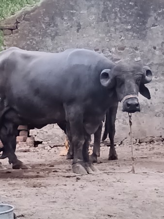 2 મૌનની કચી