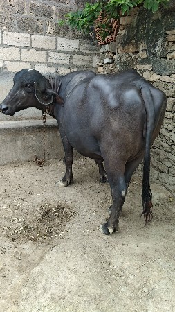 bhaya.r