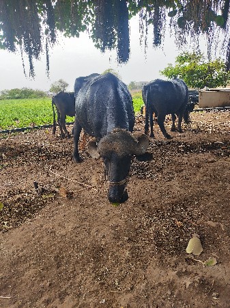 જાફરાબાદી ભેસ વેચવાની છે