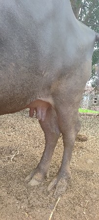 વેચવાની છે