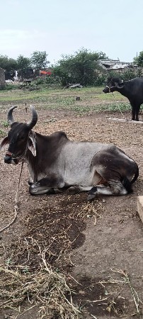આ બળદ વેચવાનો છે ટોટલ જાતની જવાબદા