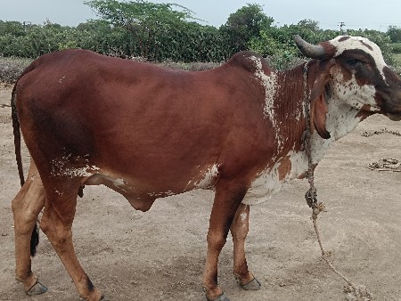 ગાય વેચવાની છે