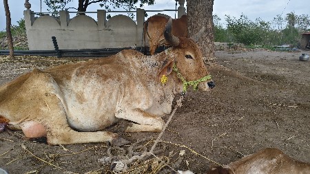 ગાય વેચવાની છે