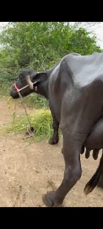 એક દિવસ વીયગલ નીચે પાડો