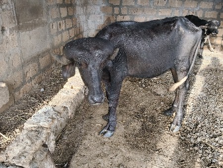 જાફરાબાદી ખડેલી વેચવાની છે.