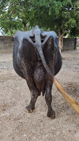 ભેંસ વેચવાની સે 1 2 દિવસ કાચી