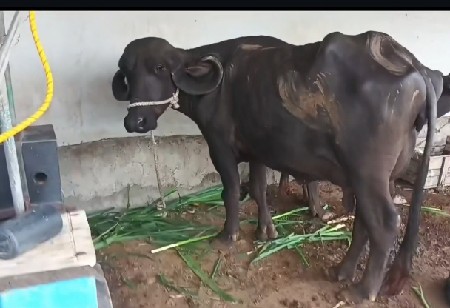 ધ