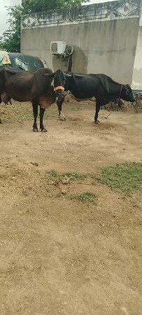 Be gayo vechavani se