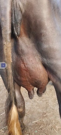 ત્રીજા વેતર ની ભેંસ વેચવાની છે