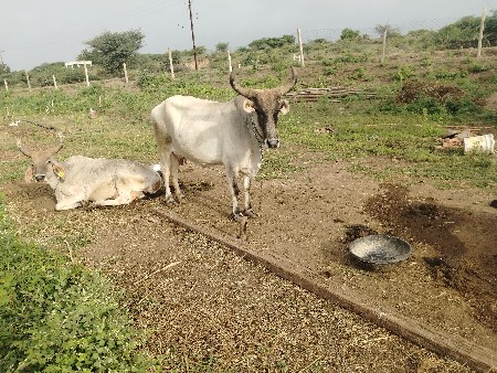 3 ગાય દેવાની છે