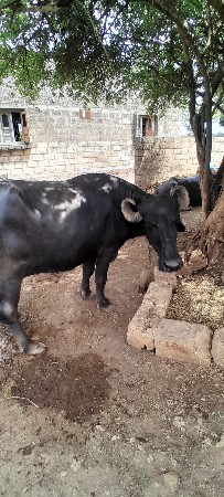 પાથર પેથા ભાઈ