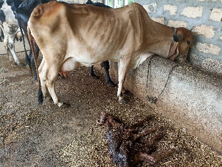 ગીર ગાય વેચવાની છે